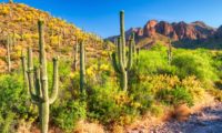 Saguaro Kakteen in der Sonora Wüste