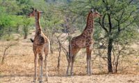 Giraffen im Etosha National Park