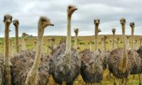 Besuch der Straußenfarm in Oudtsdorn