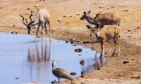 Tiere treffen sich an der Wasserstelle