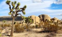 Der Joshua Tree National Park