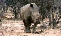 Ein stattliches Tier - das Nashorn im Etosha National Park