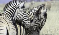 Zebras im Etosha National Park