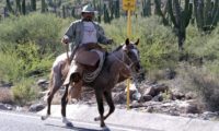 Mexikanischer Reiter