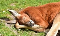 Schlafendes Kangaroo auf Kangaroo Island