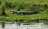 Krokodil liegt faul am Flussufer