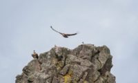 Die Geierkolonie im Monfrague Naturpark