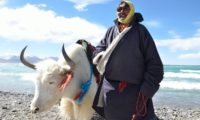 Tibeter mit weißen Yak am See
