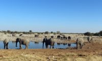 Wüstenelefanten an der Wasserstelle