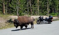 Bison und Motorrad