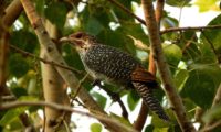 Seltene Vögel im Periyar National Park