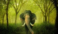 Prächtiger Indischer Elefant