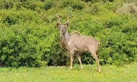 Ein Springbock im Addo Park