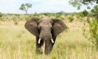Ein Elefant sagt hallo im Addo Elephant Park