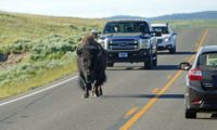 Yellowstone N.P. Bison auf der Strasse