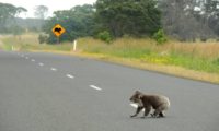 Ein Koala Bär überquert die Strasse