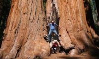 Sequoia Riesenbaum