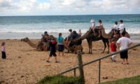 Kamelritt am Strand