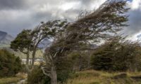 Durch starke Winde geformter Baum auf Feuerland