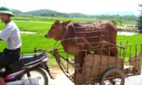 Vietnamesischer Viehtransport