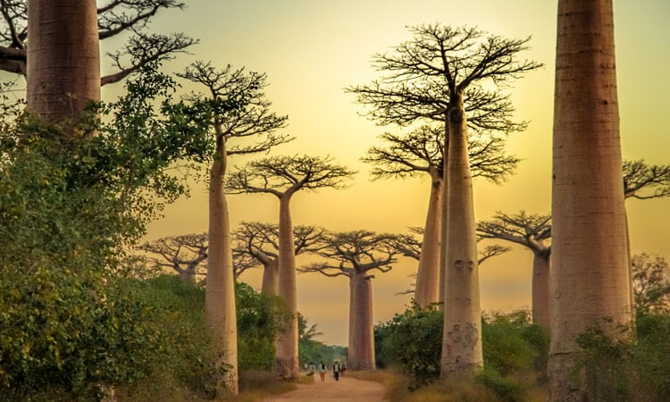 Die einzigartigen Baobab Bäume