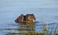 Flusspferd im Pongola Fluss