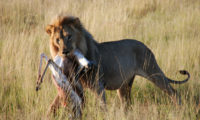 Löwe im Etosha National Park