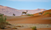 Onyx Antilopen Sossusvlei