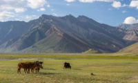 Kühe weiden in Zanskar