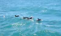 Delphine in Kaikoura