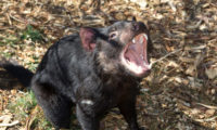 Tasmanian Devil