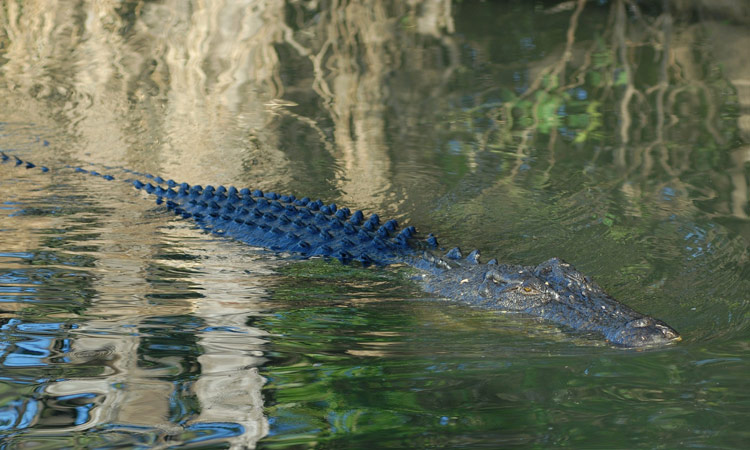 Krokodil im Kakadu National Park