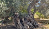 Ein 2.000 Jahre alter Olivenbaum