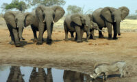 In der Elephant Sands Lodge sehen wir vom Pool aus Elephanten am Wasserloch beobachten 