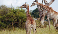 Giraffen im Mahango-Nationalpark