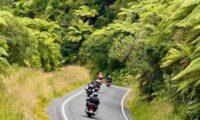 Fahrt durch den Waipoua Forest, eine schöne Motrradstrecke auf der Nordinsel Neuseelands.