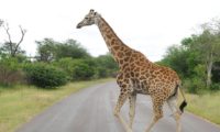 Eine Giraffe kreuzt unseren Weg