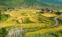 Bhutan typische Reisfelder
