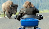 Biker und Bison