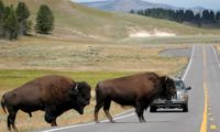 Bisons überqueren die Straße