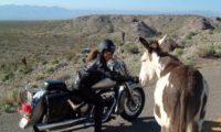 Wilde Esel am Oatman Pass