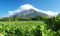 Blick über die Tabakplantage auf den Vulkan