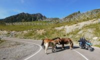 Pyrenäen Pferde auf der Strasse